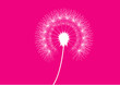 Pusteblume Pink Pusteblume Pink