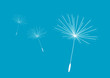 Pusteblume Samen Blau Pusteblume Samen Blau