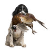 English Springer Spaniel hunting (1 year) English Springer Spaniel hunting (1 year)