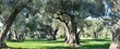 oliviers provence