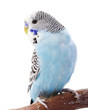 Budgerigar