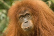 Orang Utan
