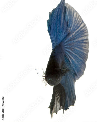 Blue Siamese fighting fish