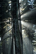 forêt en contre jour