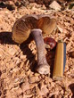 Champignon