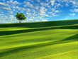 Tree in the field