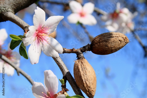 Photo: Blooming is vernal. Blooming is vernal.