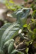 Kronenbasilisk