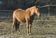 cheval 8