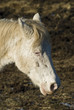 cheval 3