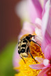 pinselkäfer, käfer, blume