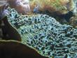 Photo: faune tropicale faune tropicale