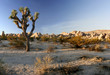 Joshua Tree at sunset