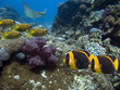 Flinders3T Flinders3T