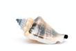 Seashell Seashell