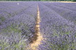 Champs de lavande