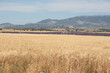 champs de blé et de lavande