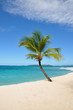 palm island palm island