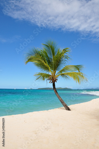 palm island