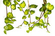 Photo: ivy on white background-'Sulphur Heart' ivy on white background-'Sulphur Heart'