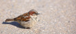 A telephoto of a small sparrow in early sunset