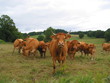 vaches