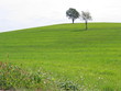 les deux arbres