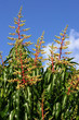 Mango Blossoms Mango Blossoms
