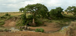 African elephant landscape, Masai Mara, Kenya