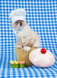 RagdollKittenChefOutfitCupcake_lc_P2521.jpg