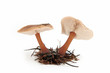 Pilze