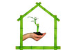 green house sheltering a young bamboo