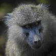 baboon close up
