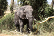old elephant bull