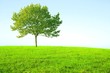 wiese und baum