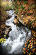 Riviere en automne en foret