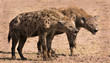 Two hyenas