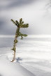 petit sapin dans la neige