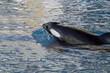 Orca