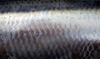 Herring Skin