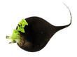 Radish (Raphanus)