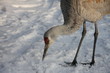 Sandhill Crane in Winter Sandhill Crane in Winter