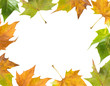 Cornice vegetale