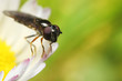 Syrphe