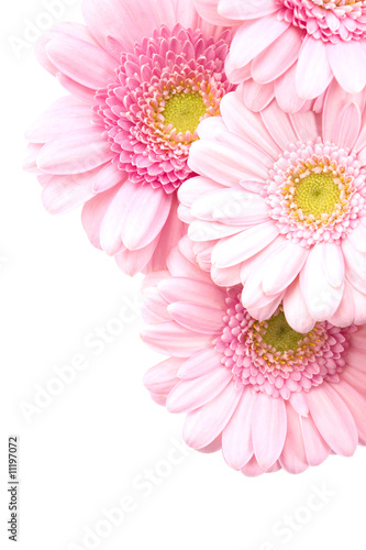 bouquet closeup pink gerbera