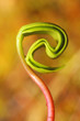 Germination