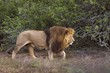 A huge Male lion patrols his territory