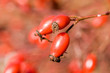 rose hip III