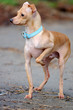 italian greyhound