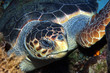 Caretta Caretta Caretta Caretta